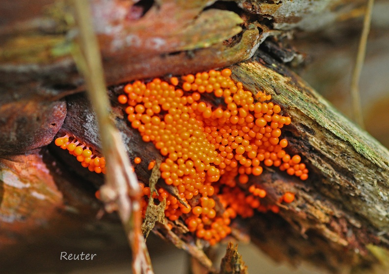 Schleimpilz _Trichia decipiens_.jpg